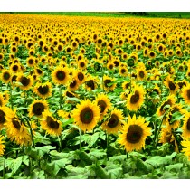 Фон тканевый сюжетный Art Ocean (9655) 2,4x2,4м