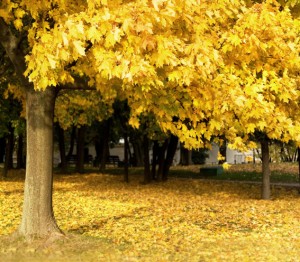 Фон тканевый сюжетный Art Ocean (10495) 2,4x2,4м